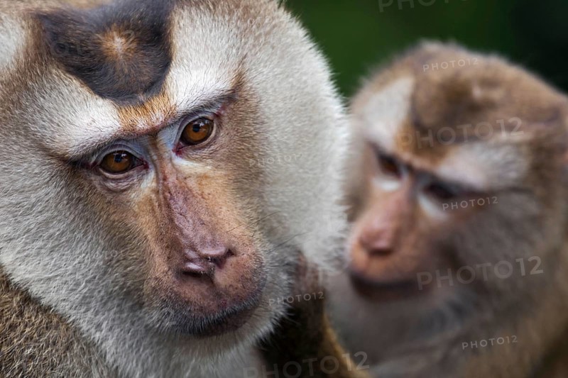 Northern pig-tailed macaque