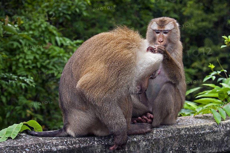 Northern pig-tailed macaque