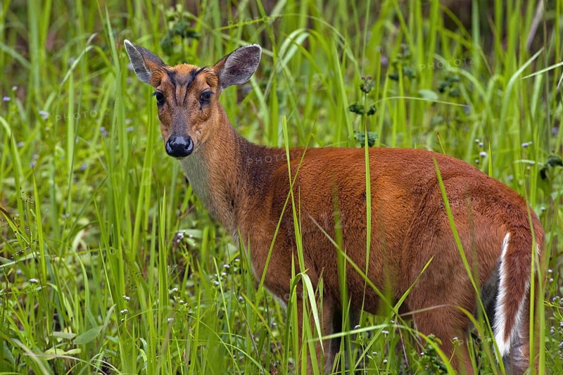 Muntiacus muntjac