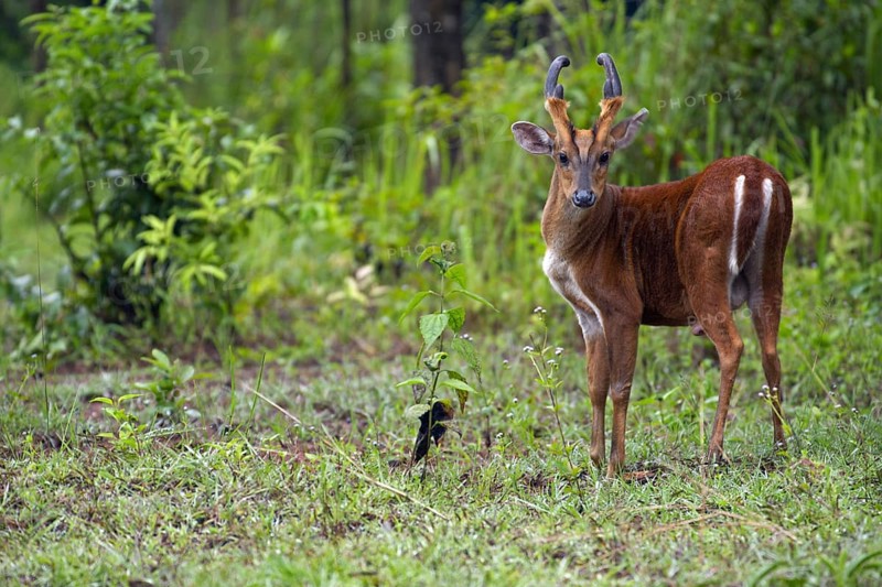 Indian muntjac