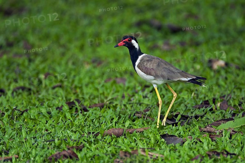 Red-wattled lapwing