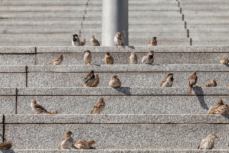 House sparrows