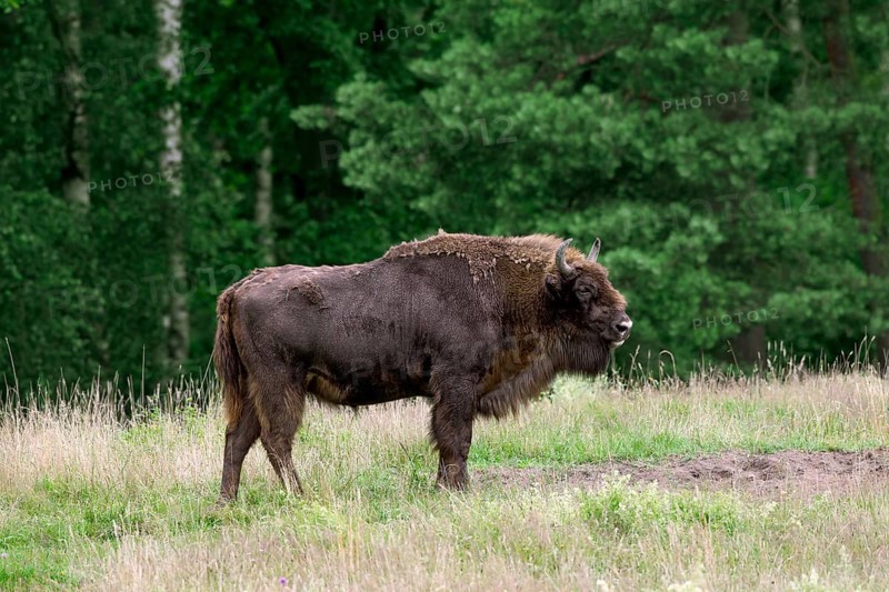 European european bison