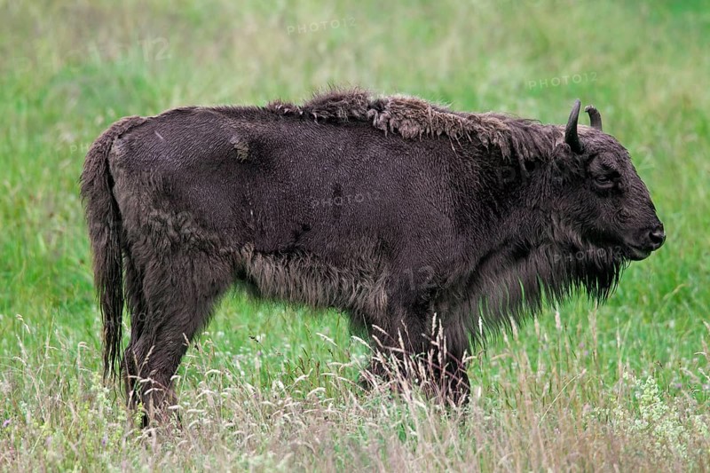 European european bison