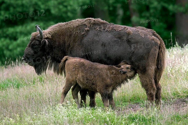 European european bison