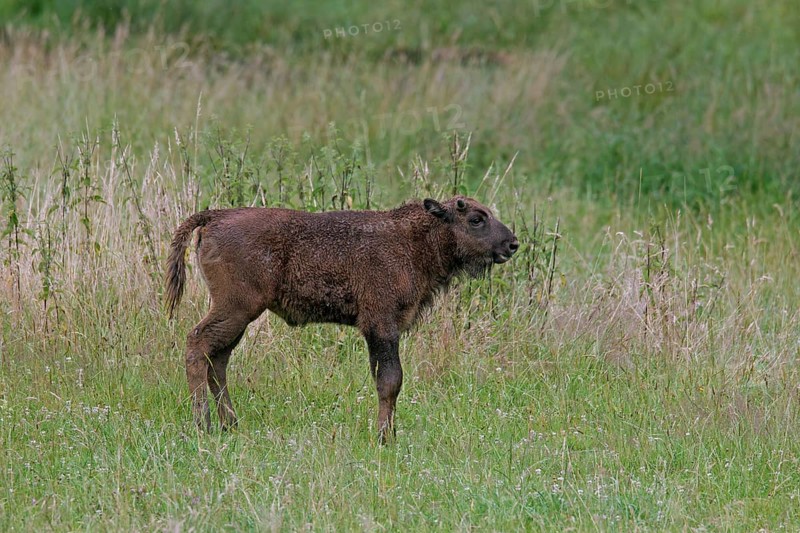 European european bison