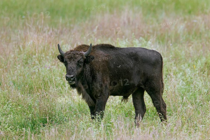 European european bison