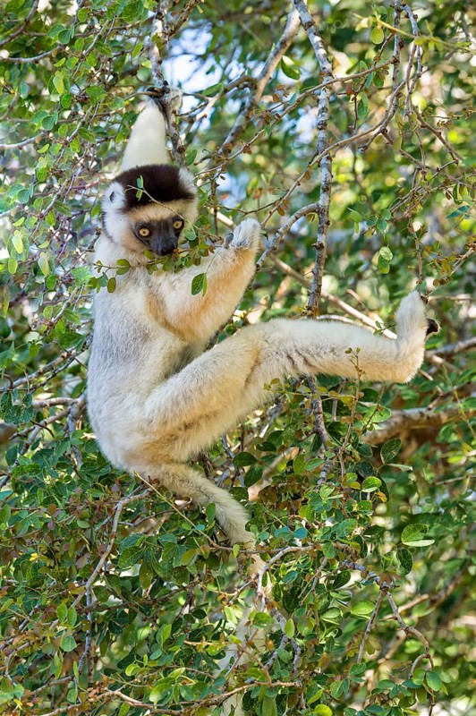 Verreaux's verreaux's sifaka
