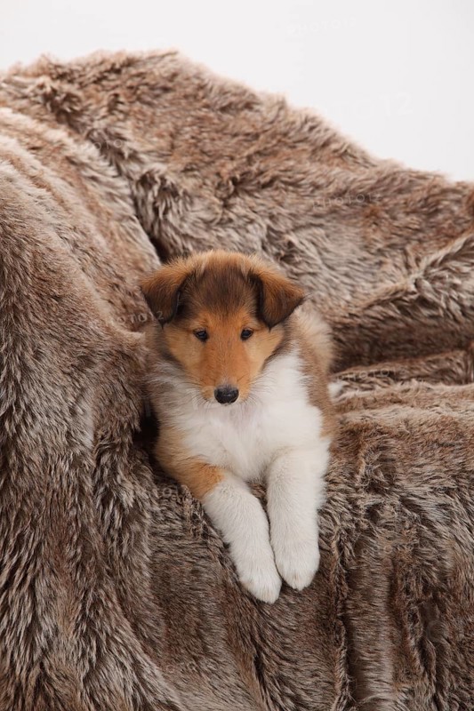 Collie