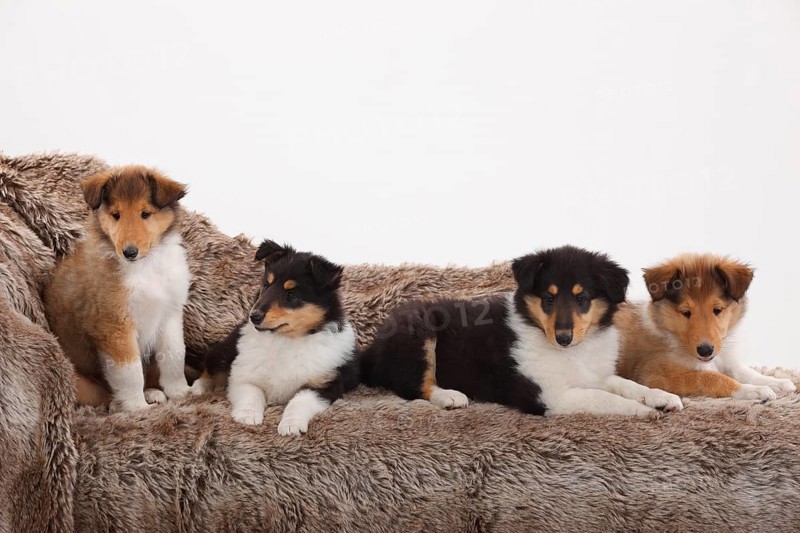 Rough Collie