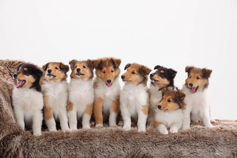 Rough Collie