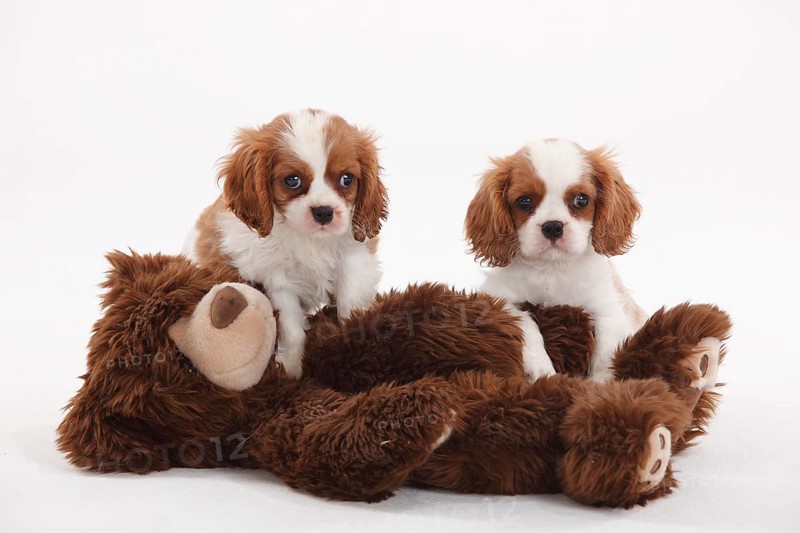 Cavalier King Charles Spaniel