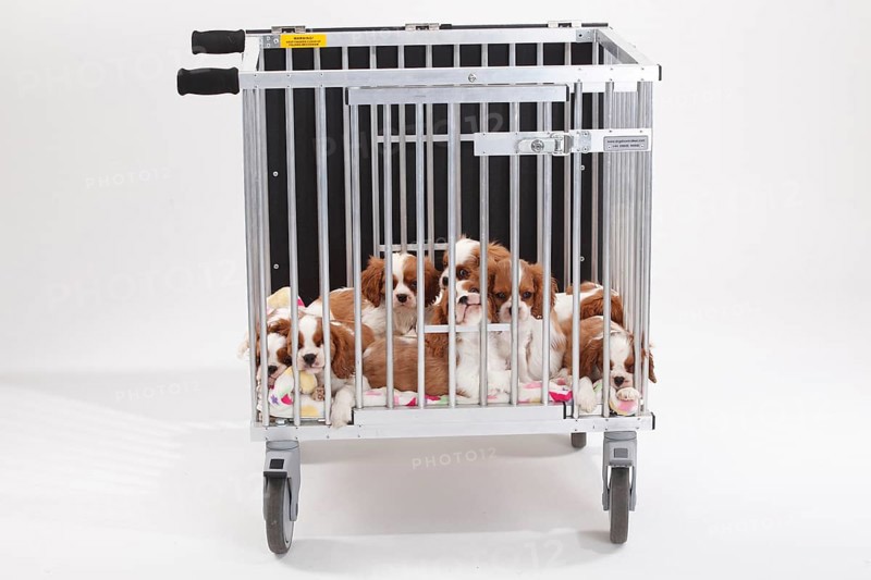 Cavalier King Charles Spaniel