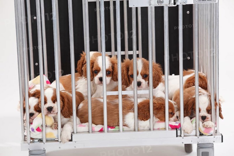 Cavalier King Charles Spaniel