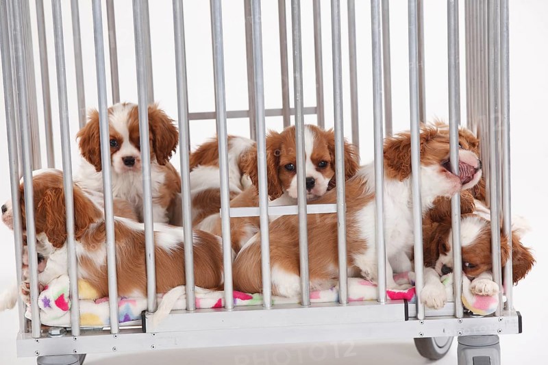 Cavalier King Charles Spaniel