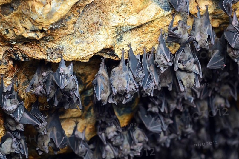 Bats in a cave