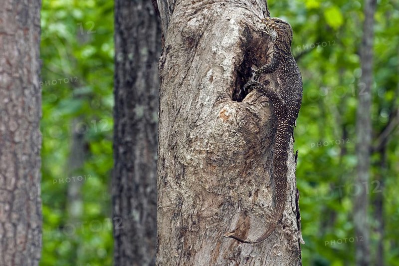 Bengal monitor