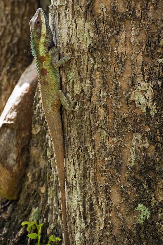 Oriental garden lizard