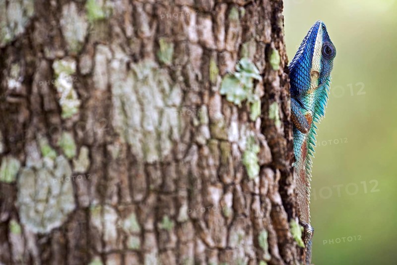 Oriental garden lizard