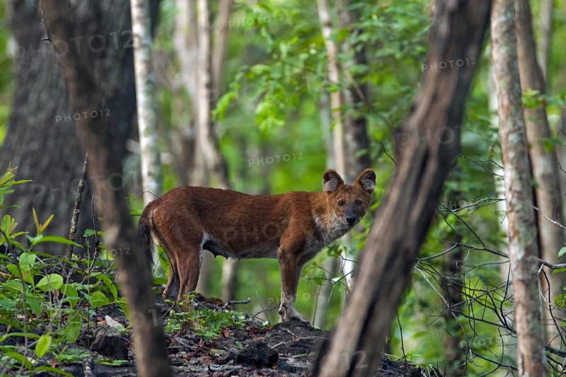 Dhole