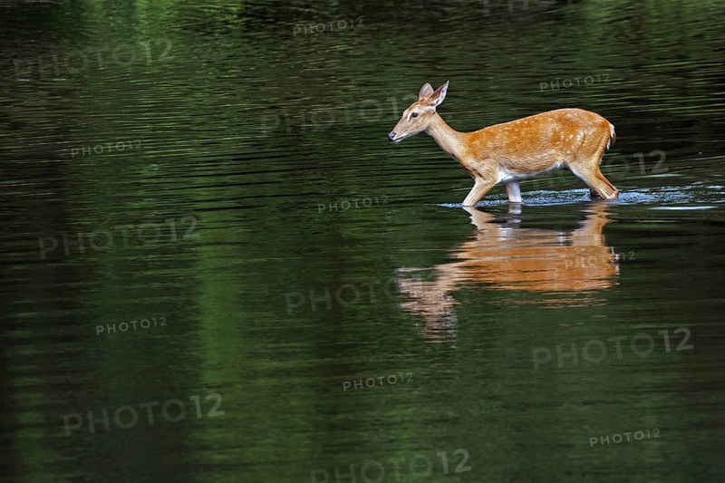 Eld's deer