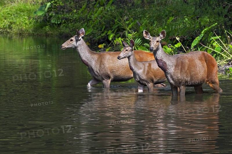 Sambar