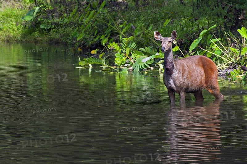 Sambar