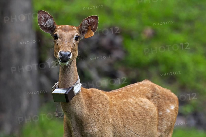 Eld's deer