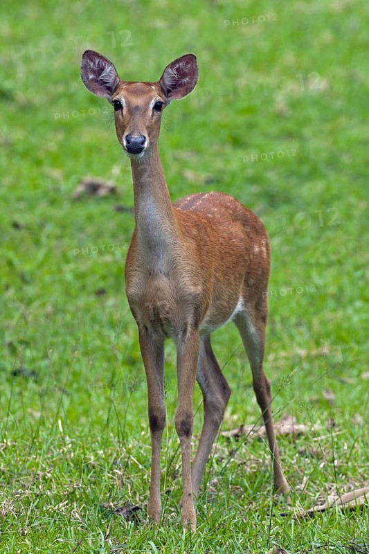 Eld's deer
