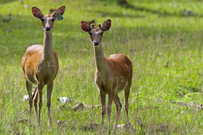 Eld's deer