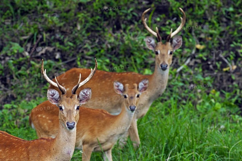 Eld's deer