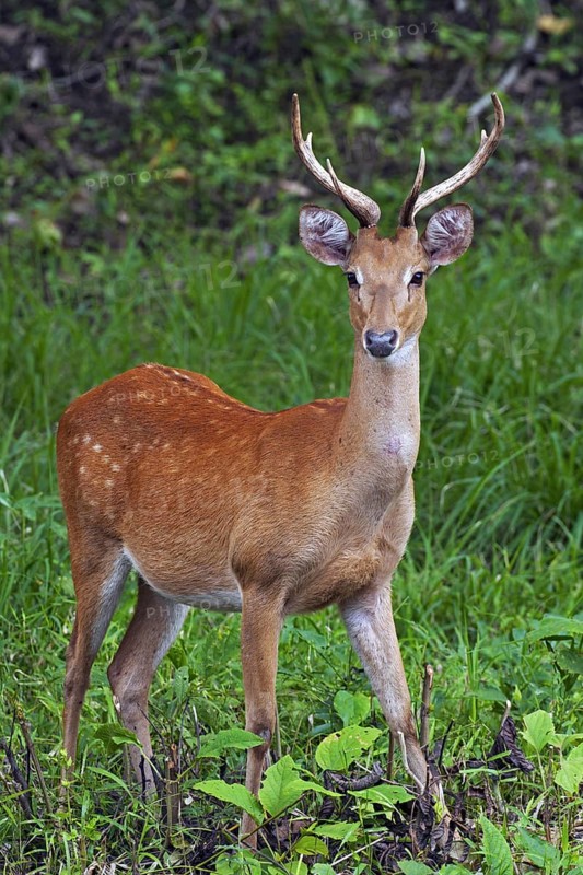 Eld's deer