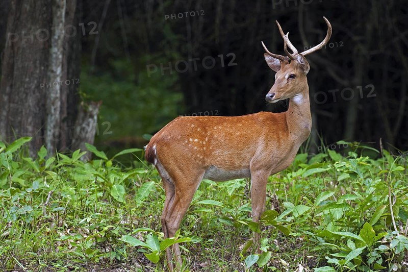 Eld's deer