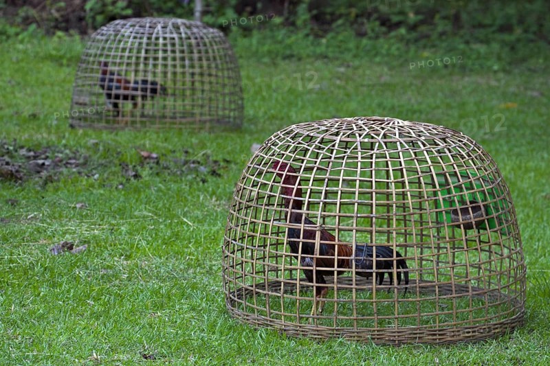 Domestic chickens