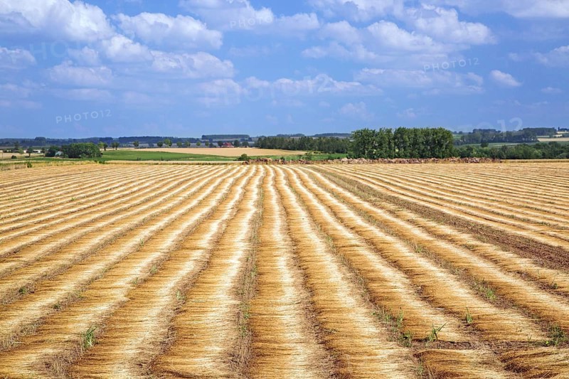 Arable land with flax that is thawed or milled