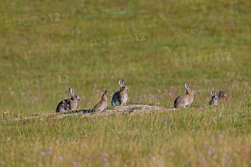 European rabbits