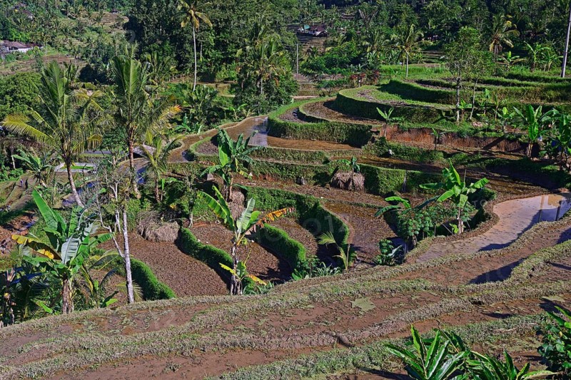 Rice Terraces of Jatiluwih