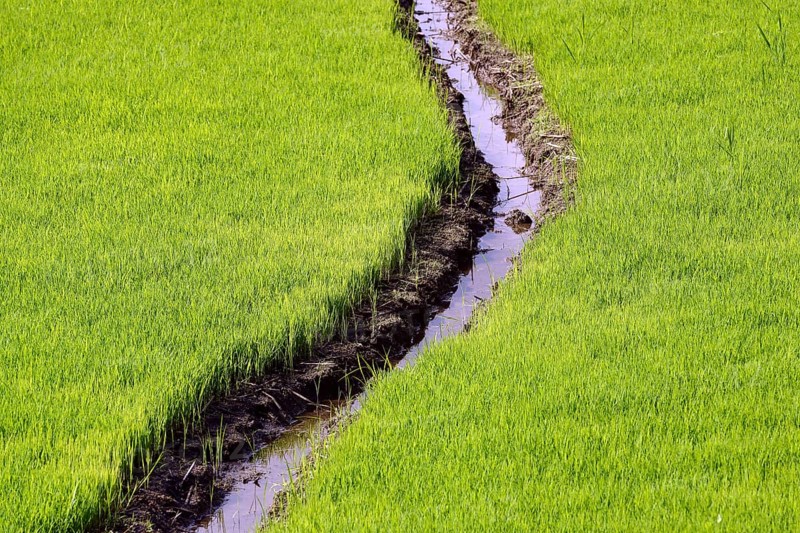 Rice seedlings