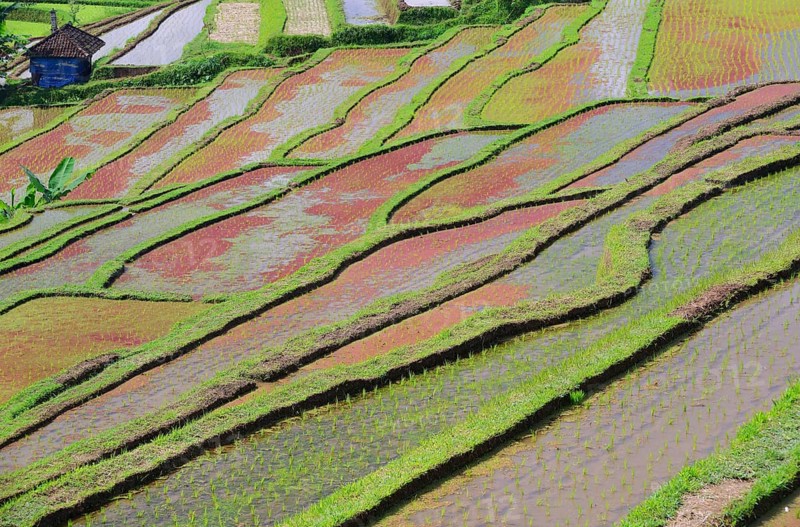 Rice Terraces of Jatiluwih