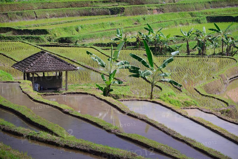 Rice Terraces of Jatiluwih