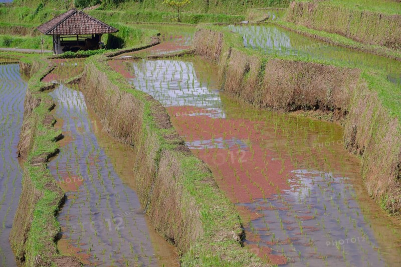 Rice Terraces of Jatiluwih