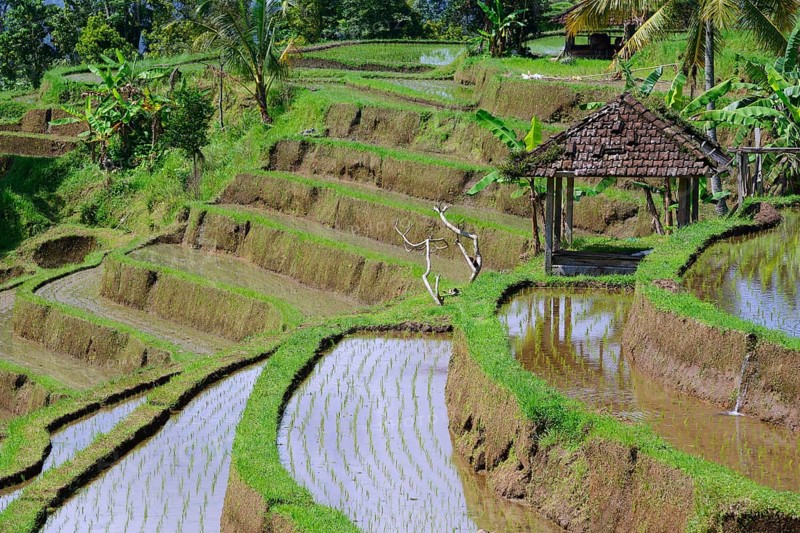 Rice Terraces of Jatiluwih