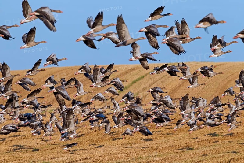 Flock of greylag geese