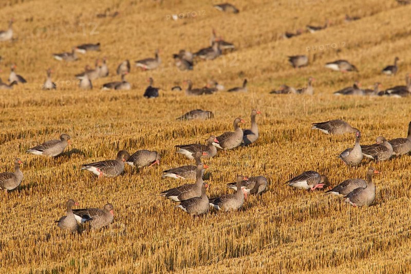 Flock of greylag geese