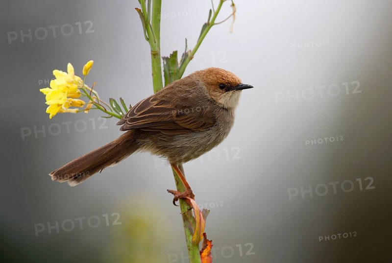 Hunter's Cisticola