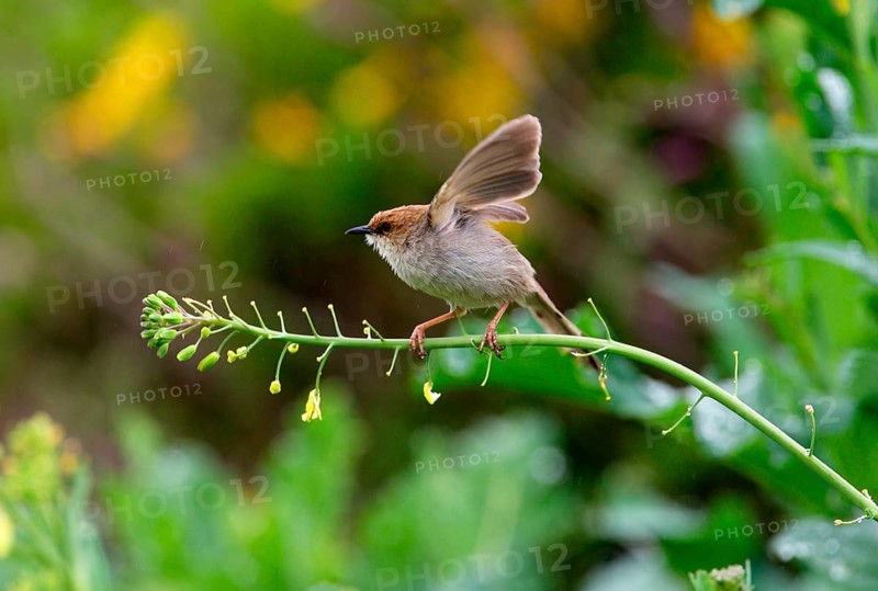 Hunter's Cisticola