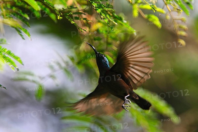 Long-billed Sunbird