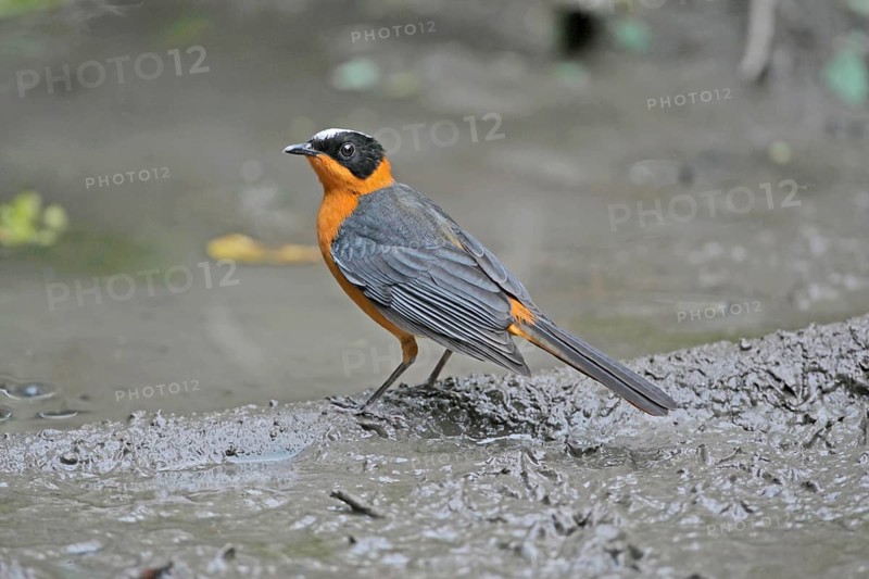 Snowy-crowned Robin-chat