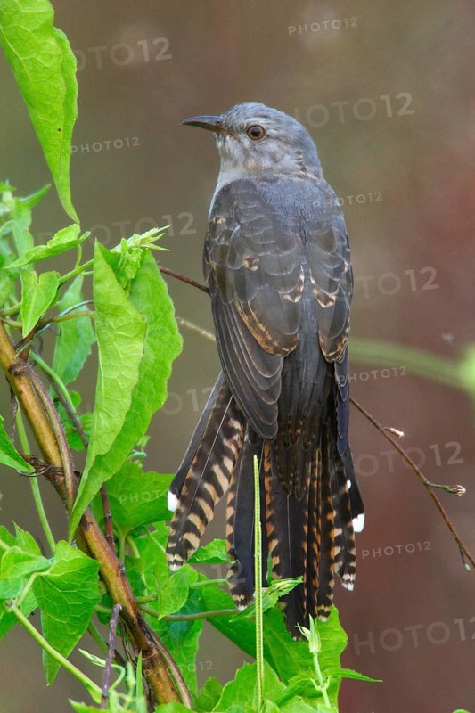 Plaintive Cuckoo