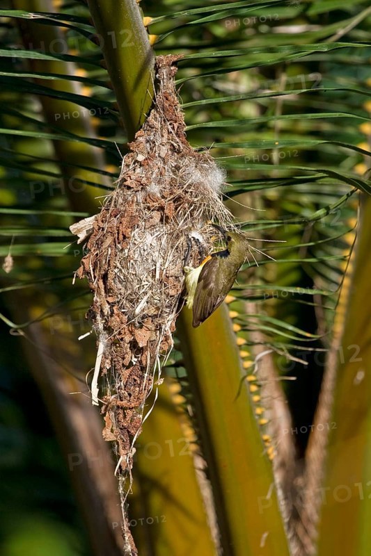 olive-backed sunbird